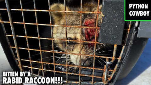 Bitten By A Rabid Raccoon And Fighting An Outbreak