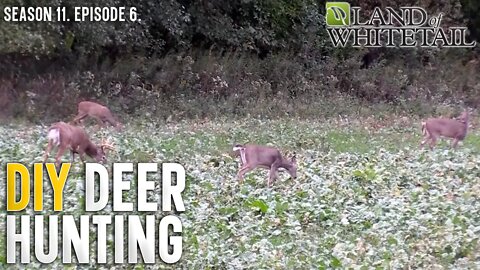 Top Money-Saving Food Plots Tips | Land of Whitetail