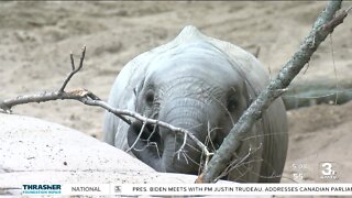 Omaha's Henry Doorly Zoo and Aquarium announces name of elephant calf