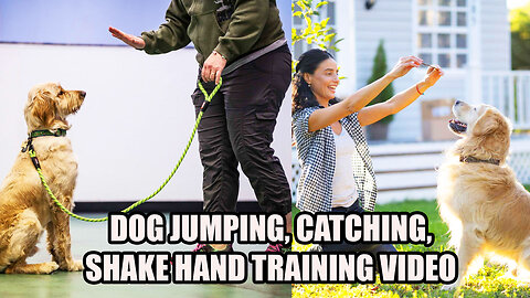 Dog Jumping, Catching and shake hand Training Video