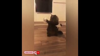 cute cat videos 😹 funny videos 😂1793