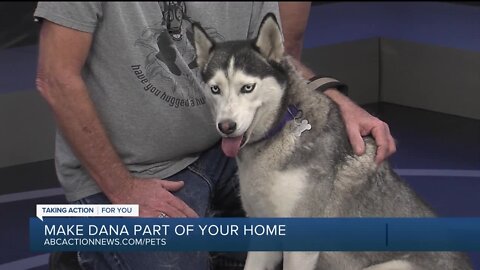 Rescues in Action: Dana