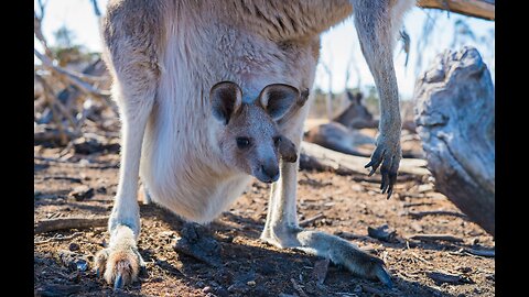 Baby Kangaroos Playing