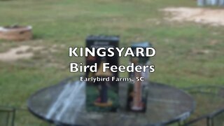 Kingsyard Bird Feeder