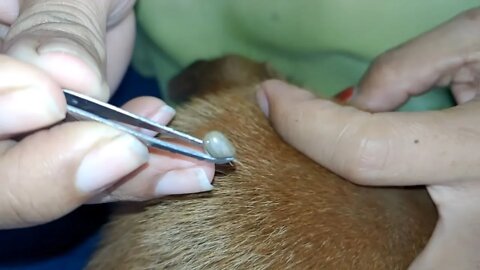 Helping poor dog, Volunteer lady removes ticks from Dog