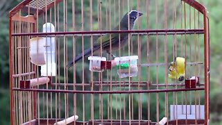 Esquenta Trinca Ferro 🐦🔥