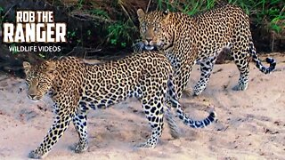 Pair Of Very Active Leopards | Archive Footage