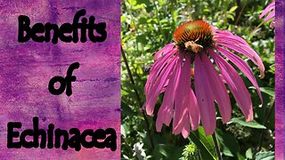 The Benefits of Echinacea