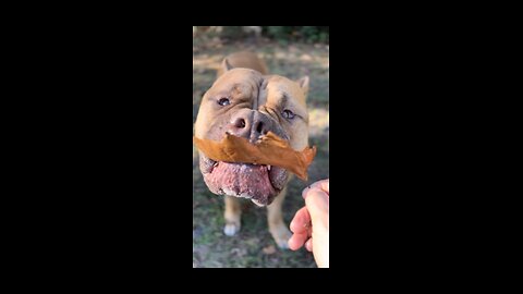 ⚠️⚠️ WARNING ⚠️⚠️ Giant Pitbull attacks…a leaf 🍁🦁😂