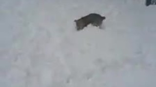 Energetic Dog Hops Around Like A Rabbit In Deep Snow