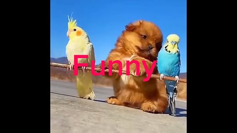 Funny animals