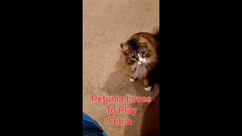 Petunia The Norwegian Forest Cat Loves To Play Fetch