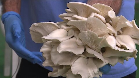 Mo' Shrooms: Urban farm in Cape Coral growing mushrooms in their warehouse