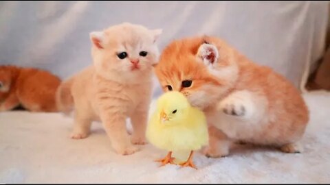 Kittens walk with a tiny chicken