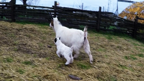 1-week-old baby goat bounces along with his mother