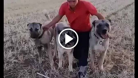 Anatolian Kangal Shepherd Dogs