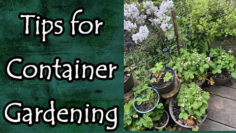 Tips for Container Gardening