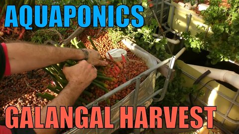 Aquaponics Galangal Harvest