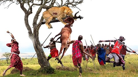 So amazing! The Maasai Aboriginal Bravely Confronted the Fierce Lion to Rescue Poor Kudu
