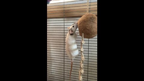Our pet rats enjoy new climbing structures