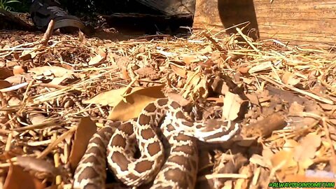 Rattlesnake catch clear and keep