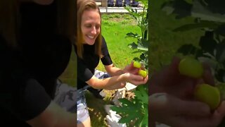 How to make a HEALTHY Dessert from FRESHLY HARVESTED Figs! 😋❤️🙏 #shorts #viral #tiktok #garden