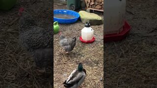 Ducks are silly