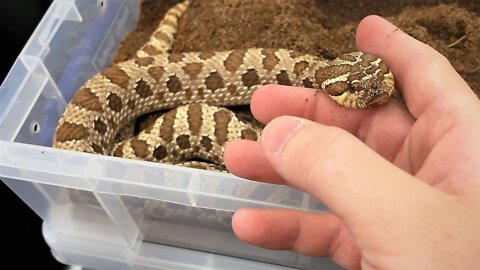 Hognose, Out of the Cooler!