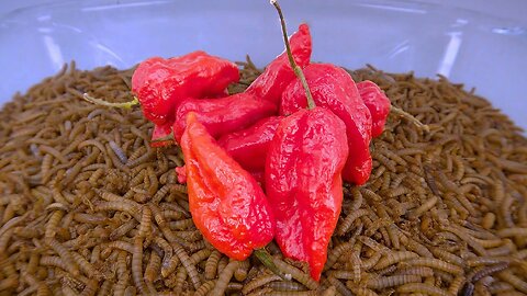 10 000 Mealworms vs 10 GHOST PEPPERS