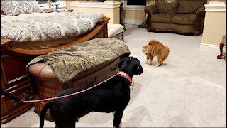 Great Dane Puppy's First Meeting With Two Cats - We Got You A Puppy!