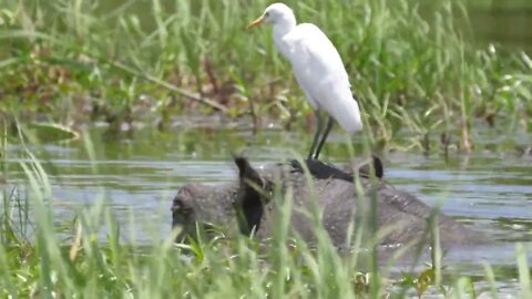 Great egret on the head of a hippo