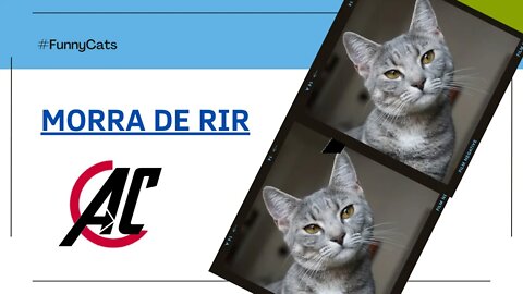 FUNNY CATS | DIVERSAO DO GATINHO VS TABLET | MORRA DE RIR