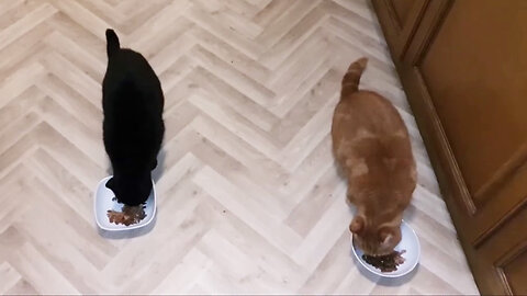Feeding Time For My Amazing Kittens