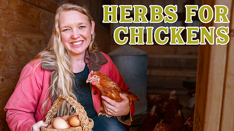 Grow THESE Herbs for your CHICKENS!