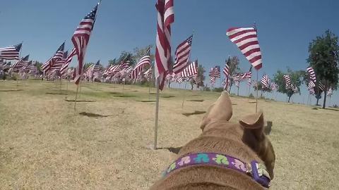 Pit Bull with GoPro gives new perspective of American flag