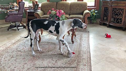 Squeaky toy sends Great Dane into howling fit