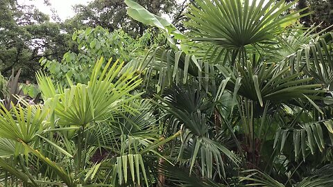 Backyard palms