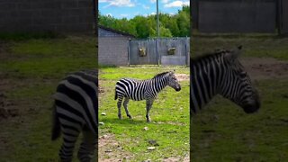 Zebras have detailed stripes