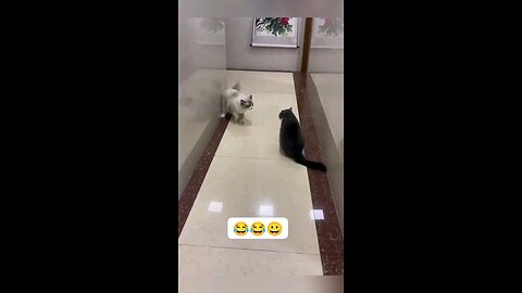 cats fight
