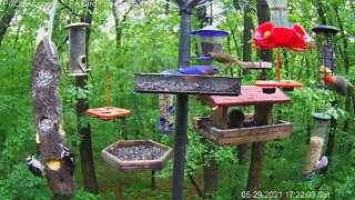 Hairy woodpecker Dad feeds young.