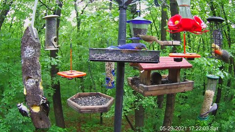 Hairy woodpecker Dad feeds young.