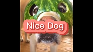 Dog Funny Videos