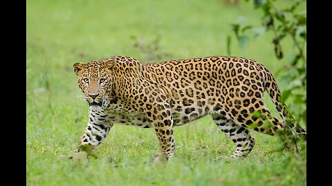 Cheetah Leopard Jaguar
