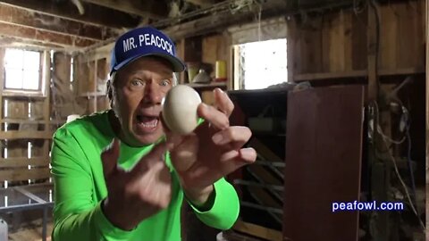 Turning Peahen Eggs, Peacock Minute, peafowl com