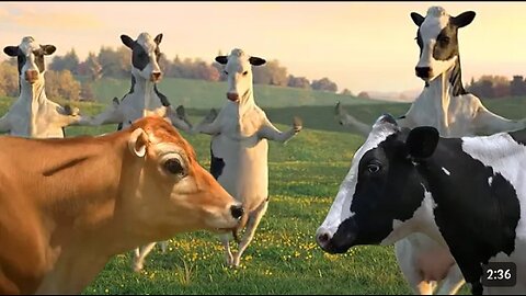 FUNNY COW DENCE. COW SONG &COW VIDEOS 2024