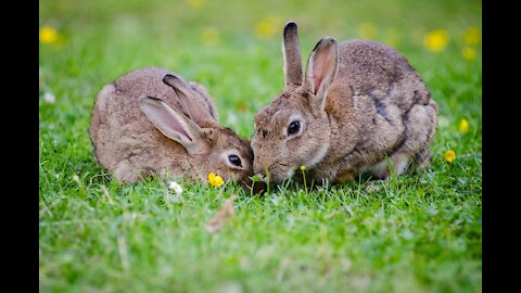 Rabbits Animals Eating Kennel Fur Gray