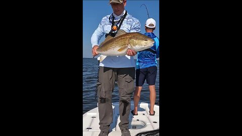 Tagging Bull Redfish with @Marsh Man Masson #shorts #saltlife #fishing #louisiana #seatowwestbank