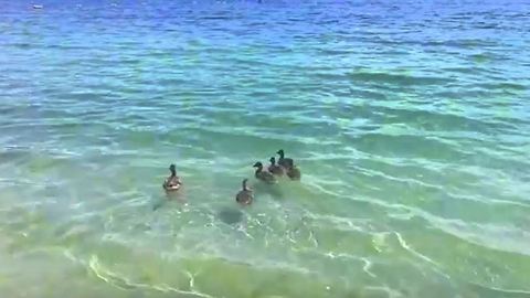 Ducks Riding Waves @The Lake