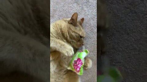 Cute cat playing with a toy