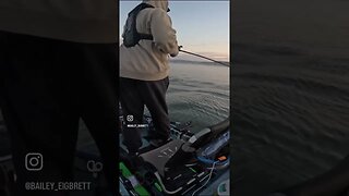 When You Find Grass, You Will Find BASS!! (Kayak Fishing)